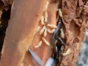 湘潭市白蚁防治公司分享园林苗木白蚁防控，守护绿植根系健康生长